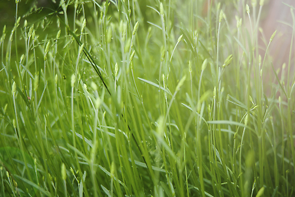 포토 JPG 해외이미지 주간 잎 잔디 사람없음 야외 빛 빗방울 해외포토 자연요소 식물 비_날씨 파일형식 이미지허브