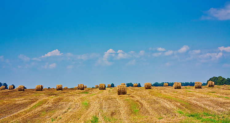 포토 JPG 해외이미지 식물 구름 산업 음식 밭 농업 자연 하늘 건조 옥수수 풍경 초원 사람없음 야외 여름 파란색 농작물 농장 농경지 노란색 쌓기 수확 성장 가을 시골 원형 황금 볏짚 먹이 낟알 땅 자르기 밀 롤 패키지 뭉치 밀짚 밭일 호밀 해외포토 자연요소 도형 계절 컬러 모션 곡류 짚 생태계 파일형식 이미지허브