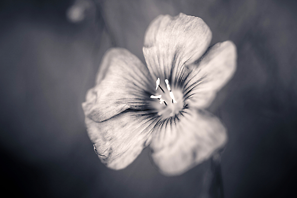 포토 JPG 해외이미지 식물 꽃잎 꽃 문화 줄기 백그라운드 잎 농업 재료 자연 건강 씨앗 사람없음 초록색 파란색 농작물 머리 벚꽃 흰색 시골 신선 작음 허브 고립 아마 해외포토 산업 컬러 신체부위 크기 생태계 파일형식 이미지허브