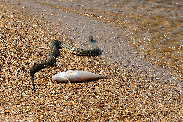 포토 JPG 해외이미지 동물 유럽 호수 야생동물 백그라운드 파충류 자연 표면 생물 저울 어류 사람없음 초록색 물 강 갈색 머리 검은색 젖음 바위 뱀 혀 피부 주사위 질감 서식지 내추럴 동물상 해외포토 자연요소 나라 컬러 신체부위 조형물 수중동물 돌_바위 입 생태계 파일형식 이미지허브