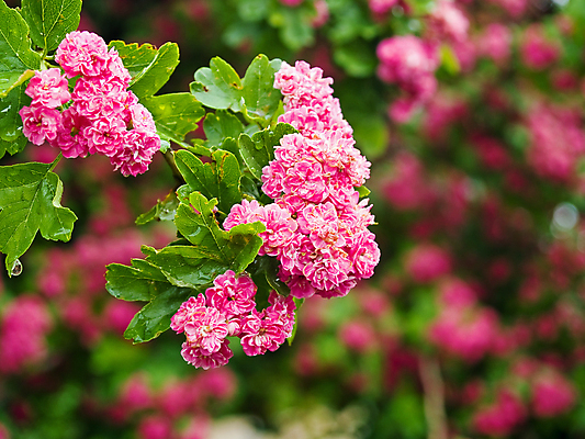 포토 JPG 해외이미지 나무 식물 계절 공원 꽃잎 꽃 분홍색 꽃무늬 자연 사람없음 야외 장식 컬러풀 뷰티 정원 침묵 봄 활발 성장 벚꽃 나뭇가지 축하 신선 개화 부드러움 내추럴 해외포토 공공시설 컬러 컨셉 무늬 소리 감각 생태계 파일형식 이미지허브