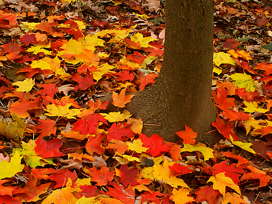 포토 JPG 해외이미지 나무 컨셉 단풍 잎 자연 풍경 사람없음 야외 빨간색 노란색 환경 골짜기 미국 활발 가을 황무지 떨어짐 보호 숲 생태계 생물학 장면 서식지 내추럴 생태학 특별함 해외포토 식물 계절 교육 컬러 북아메리카 파일형식 이미지허브