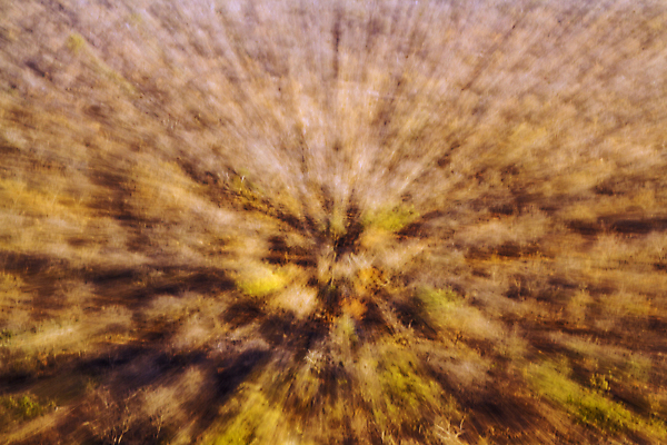 포토 JPG 해외이미지 백그라운드 아프리카 자연 추상 건조 흑백 국립공원 사람없음 가로 가을 소프트포커스 남아프리카 보츠와나 보호구역 해외포토 계절 공원 나라 무늬 촬영기법 생태계 구역 파일형식 이미지허브