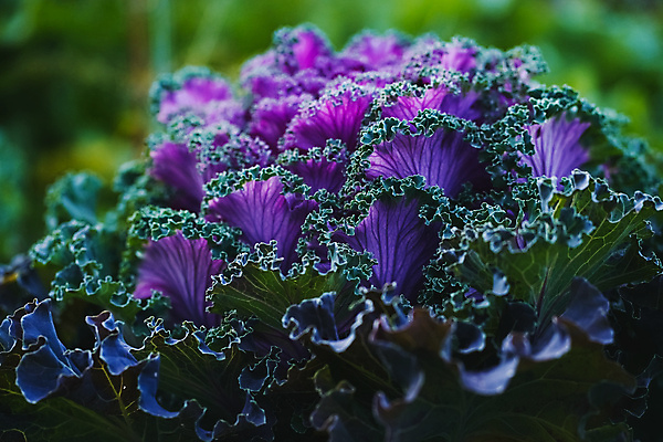 포토 JPG 해외이미지 식물 꽃 백그라운드 잎 패턴 채소 벽지 추상 사람없음 초록색 컬러풀 농장 보라색 벚꽃 제비꽃 원예 질감 양배추 정맥 내추럴 그리너리 해외포토 컬러 무늬 농업 취미 혈관 파일형식 트랜드컬러 이미지허브