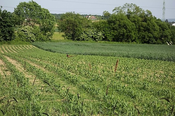 포토 JPG 해외이미지 식물 음식 농업 종류 옥수수 사람없음 농작물 다양 낟알 시리얼 해외포토 산업 다수 곡류 파일형식 이미지허브