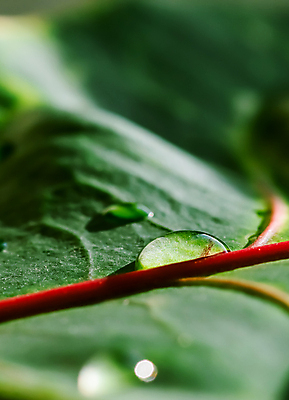 포토 JPG 해외이미지 식물 디자인 선 분홍색 백그라운드 컨셉 잎 꽃무늬 자연 표면 추상 육류 미술 사람없음 장식 빨간색 초록색 물 빛 컬러풀 환경 정원 봄 성장 신선 떨어짐 질감 내추럴 해외포토 자연요소 계절 꽃 컬러 무늬 식재료 문화예술 생태계 파일형식 이미지허브