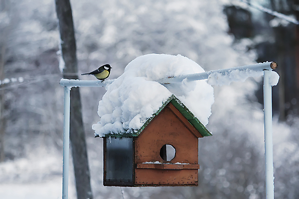 포토 JPG 해외이미지 동물 척추동물 한마리 응시 야생동물 백그라운드 조류 생물 이끼 사람없음 야외 초록색 파란색 햇빛 노란색 머리 귀여움 흰색 나뭇가지 역사 가슴 자르기 깃털 내추럴 캡모자 평야 해외포토 나무 모자_잡화 1 시선 컬러 컨셉 모션 자연 신체부위 태양 파일형식 이미지허브