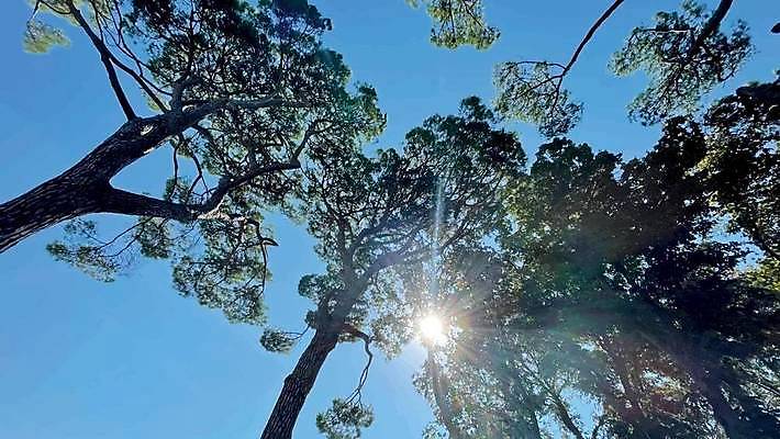 EPS 해외이미지 나무 식물 계절 공원 길 여행 백그라운드 잎 일러스트 자연 벽지 아침 파노라마 이끼 풍경 야외 목재 초록색 여름 빛 햇빛 태양 환경 맑음 봄 안개 소나무 황무지 숲 장면 공상 전나무 내추럴 삼림지대 가문비나무 해외일러스트 주간 자연요소 공공시설 컬러 재료 날씨 촬영기법 생태계 파일형식 벡터 이미지허브