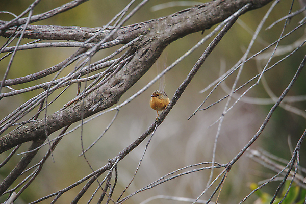 포토 JPG 해외이미지 나무 동물 공원 야생동물 백그라운드 오렌지 자연 조류 사람없음 빨간색 초록색 컬러풀 봄 흰색 나뭇가지 막대기 호주 작음 가슴 깃털 부리 남쪽 내추럴 삼림지대 전국 해외포토 식물 계절 공공시설 컬러 과일 신체부위 오세아니아 숲 크기 방향 생태계 파일형식 이미지허브