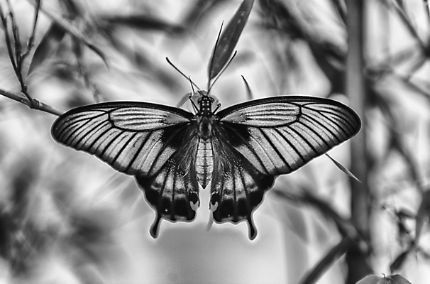 포토 JPG 해외이미지 식물 동물 여자 남자 꽃 야생동물 나비 곤충 백그라운드 잎 패턴 날개 자연 생물 사람없음 초록색 컬러풀 뷰티 환경 정원 검은색 봄 흰색 신선 닫기 숲 큼 고립 동물상 해외포토 계절 컬러 무늬 모션 사람 조형물 크기 생태계 파일형식 이미지허브