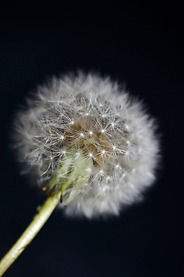 포토 JPG 해외이미지 검은배경 실내 근접촬영 사람없음 민들레 민들레홀씨 해외포토 꽃 뷰포인트 백그라운드 내부 검은색 파일형식 이미지허브