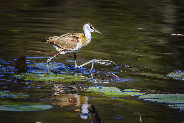포토 JPG 해외이미지 동물 야생동물 아프리카 자연 조류 국립공원 사람없음 가로 걷기 보호 사파리 정사각형 물새 남아프리카 보츠와나 보호구역 해외포토 도형 공원 나라 컨셉 모션 생태계 구역 파일형식 이미지허브