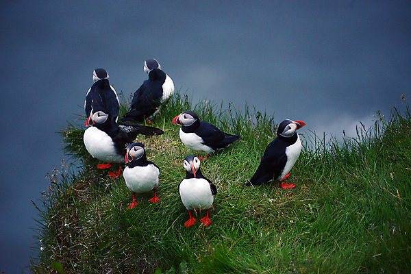 포토 JPG 해외이미지 주간 여러마리 조류 사람없음 야외 아웃포커스 퍼핀 해외포토 자연요소 동물 다수 촬영기법 파일형식 이미지허브