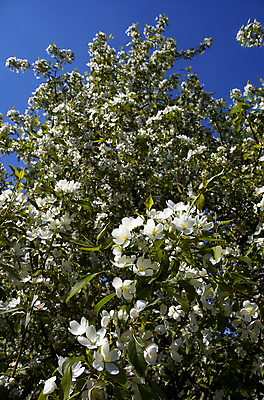 포토 JPG 해외이미지 나무 공원 꽃잎 잎 자연 하늘 친절 사랑 사람없음 파란색 평화 정원 봄 만지기 벚꽃 흰색 나뭇가지 투명 분위기 숲 냄새 아로마 부활 생태학 처음 폭풍우 해외포토 식물 계절 공공시설 교육 꽃 감정 컬러 컨셉 모션 비_날씨 자연재해 생태계 파일형식 이미지허브