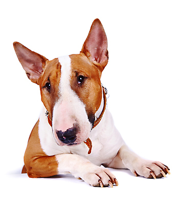 포토 JPG 해외이미지 동물 척추동물 영어 행복 새끼 장난 포유류 자연 털 사람없음 반려동물 뷰티 머리 힘 다정 우정 용기 개 강아지 보호 테리어 호기심 황소 근육질 사냥개 불독 송곳니 기르기 신앙심 해외포토 문자 그릇 감정 컨셉 근육 신체부위 친구 소 치아 몸매 생태계 돌봄 파일형식 이미지허브