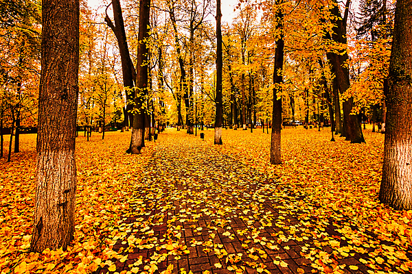 포토 JPG 해외이미지 주간 공원 단풍 낙엽 단풍나무 사람없음 야외 주황색 해외포토 자연요소 나무 공공시설 컬러 잎 파일형식 이미지허브