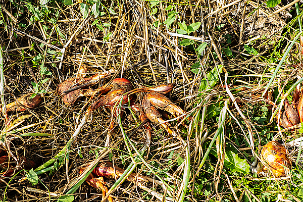 포토 JPG 해외이미지 식물 음식 백그라운드 채소 재료 전구 양파 건조 건강 요리 사람없음 빛 태양 노란색 샐러드 수확 껍질 신선 양념 그룹 황금 향신료 유기농 날것 뿌리 내추럴 숙성 채식주의자 샬롯 해외포토 자연요소 웰빙 컬러 농업 채식 향미료 파일형식 이미지허브