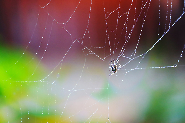 포토 JPG 해외이미지 디자인 곤충 백그라운드 패턴 공 자연 아침 추상 사람없음 야외 물 파란색 빛 컬러풀 반사 정원 맑음 웹 일몰 봄 가을 원형 그물 네트워크 황금 실 닫기 떨어짐 이슬 연결 위험 실크 거미줄 빗방울 순수 묘사 질감 보케 거미 올가미 블러 해외포토 주간 자연요소 도형 동물 계절 컬러 컨셉 무늬 인터넷 모션 날씨 노을 직물 비_날씨 생태계 파일형식 이미지허브