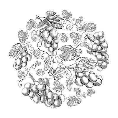 EPS 해외이미지 디자인 줄기 일러스트 포도 사람없음 스케치 포도넝쿨 포도잎 해외일러스트 식물 잎 과일 미술 덩굴 파일형식 벡터 이미지허브