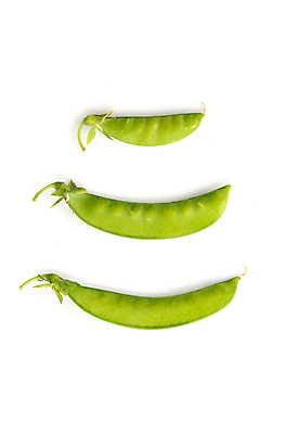 포토 JPG 해외이미지 식물 음식 백그라운드 다이어트 채소 재료 콩 건강 씨앗 사람없음 초록색 흰색 신선 유기농 완두콩 날것 비타민 내추럴 고립 꼬투리 대두 채식주의자 해외포토 웰빙 컬러 곡류 채식 영양소 파일형식 이미지허브
