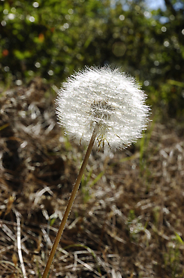 포토 JPG 해외이미지 주간 사람없음 야외 아웃포커스 민들레 민들레홀씨 해외포토 자연요소 꽃 촬영기법 파일형식 이미지허브