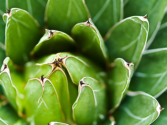 포토 JPG 해외이미지 식물 공원 꽃 여행 백그라운드 스티커 꽃무늬 패턴 자연 추상 새로움 멕시코 선인장 건조 건강 사람없음 초록색 환경 정원 사막 성장 뜨거움 가시 묘사 질감 날카로움 애리조나 스파이크 내추럴 서쪽 알로에 이국적 해외포토 공공시설 컬러 컨셉 북아메리카 무늬 미국 방향 생태계 파일형식 이미지허브