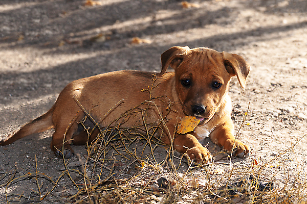 포토 JPG 해외이미지 1 응시 새끼 백그라운드 장난 포유류 가족 실내 서기 경비 사람 앉기 사람없음 반려동물 장난감 갈색 카메라 회색 흰색 그룹 양치기 개 강아지 작음 큼 자르기 슛 송곳니 고립 기르기 삼색 유래 많음 해외포토 동물 직업 시선 컬러 컨셉 관계 모션 안전 내부 전자제품 치아 보호 크기 돌봄 파일형식 이미지허브