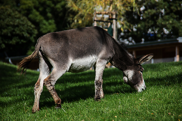 포토 JPG 해외이미지 야생동물 포유류 털 초원 사람없음 갈색 가축 먹기 꼬리 찰과상 해외포토 동물 컬러 모션 상처 파일형식 이미지허브