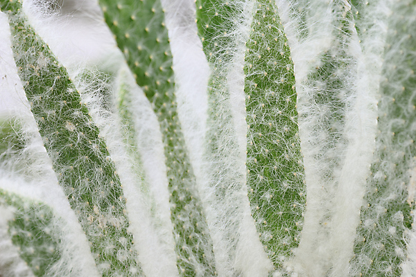 포토 JPG 해외이미지 식물 자연 선인장 사람없음 흰색 보호 묘사 해외포토 컬러 컨셉 생태계 파일형식 이미지허브