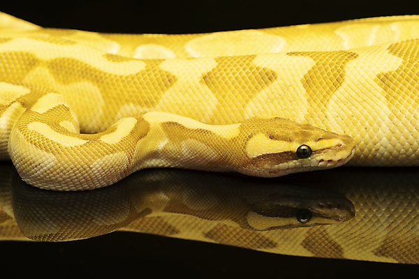 포토 JPG 해외이미지 동물 척추동물 1 야생동물 백그라운드 신체 파충류 자연 실내 저울 성인 사람없음 반려동물 반사 갈색 노란색 검은색 독약 뱀 위험 가득함 피부 질감 꼬리 슛 이국적 파스텔톤 해외포토 컬러 컨셉 사람 내부 신체부위 생태계 파일형식 이미지허브