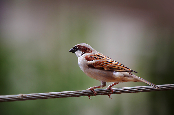 포토 JPG 해외이미지 동물 여자 남자 야생동물 밭 청소년 자연 조류 성인 사람없음 초록색 여름 컬러풀 농장 환경 다양 관찰 가시 보호 은색 관목 손목시계 에코 부리 참새 철사 계산서 보호구역 생태학 해외포토 나무 계절 교육 시계 컬러 다수 컨셉 농업 장신구 모션 사람 생태계 구역 파일형식 이미지허브