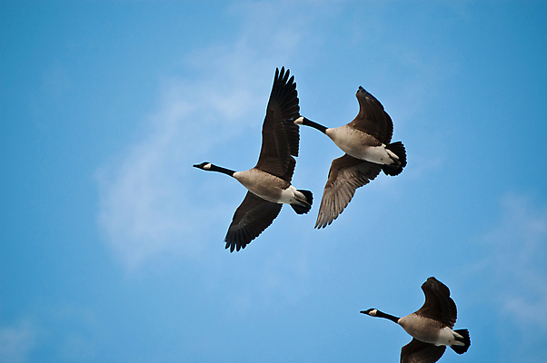 포토 JPG 해외이미지 동물 야생동물 날개 자연 조류 사람없음 야외 컬러풀 거위 해외포토 컬러 생태계 파일형식 이미지허브
