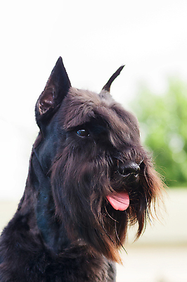 포토 JPG 해외이미지 동물 공원 행복 포유류 자연 거리 건강 사람 사람없음 야외 초록색 반려동물 걷기 우정 산책 개 강아지 송곳니 기르기 유래 해외포토 공공시설 감정 컬러 모션 휴식 친구 치아 생태계 돌봄 파일형식 이미지허브