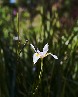 포토 JPG 해외이미지 식물 디자인 꽃잎 꽃 길 분홍색 꽃다발 잎 꽃무늬 추상 요정 발렌타인데이 사랑 사람없음 장식 가로 초록색 컬러풀 뷰티 정원 보라색 화목 봄 낭만 수확 흰색 신선 우아함 닫기 소프트포커스 자르기 묘사 부드러움 내추럴 고립 세련 해외포토 계절 감정 컬러 컨셉 무늬 농업 모션 데이이벤트 촬영기법 감각 파일형식 이미지허브