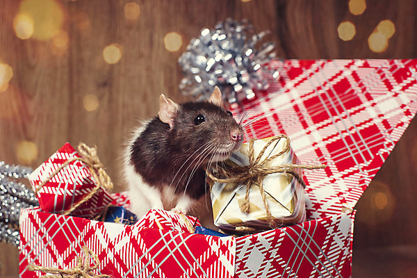 포토 JPG 해외이미지 동물 백그라운드 크리스마스 겨울 포유류 휴가 새로움 털 선물 사람없음 장식 빨간색 반려동물 상자 중국 달력 흰색 축하 쥐 설치류 모피 심볼 사인 솜털 해외포토 계절 기념일 아시아 컬러 컨셉 파일형식 이미지허브