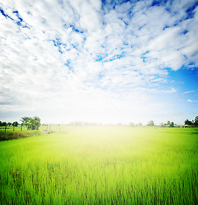 포토 JPG 해외이미지 식물 백그라운드 농업 상상 자연 벽지 하늘 밥 조명 잔디 사람없음 야외 초록색 컬러풀 햇빛 농장 평화 맑음 봄 꿈 시골 신선 발표 정상 땅 비네팅 논밭 밭일 파라다이스 평야 효과 해외포토 계절 산업 음식 컬러 컨셉 밭 날씨 논 촬영기법 태양 생태계 파일형식 이미지허브