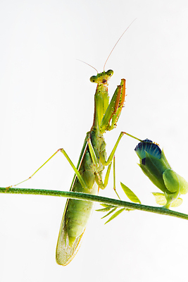 포토 JPG 해외이미지 응시 아시아 음식 곤충 백그라운드 태국 사람없음 빨간색 초록색 반려동물 카메라 중국 흰색 기도 잡기 닫기 큼 먹기 사냥 슛 육식동물 방패 육식 거인 고립 수유 아열대 포식 해외포토 동물 시선 나라 컬러 모션 전자제품 크기 파일형식 이미지허브