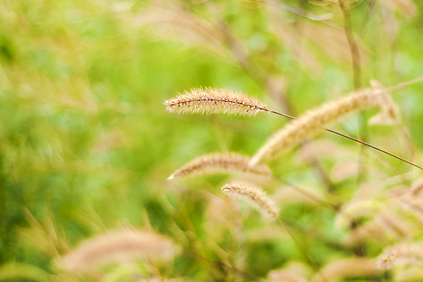 포토 JPG 해외이미지 나무 식물 배너 꽃잎 꽃 포스터 여행 백그라운드 잎 자연 건강 풍경 사람없음 장식 초록색 여름 컬러풀 햇빛 뷰티 노란색 정원 일본 봄 낭만 흰색 나뭇가지 신선 개화 체리 5월 엽서 귀 장면 내추럴 엘리먼트 그리너리 해외포토 계절 아시아 컬러 컨셉 과일 신체부위 태양 날짜 편지 생태계 파일형식 트랜드컬러 이미지허브