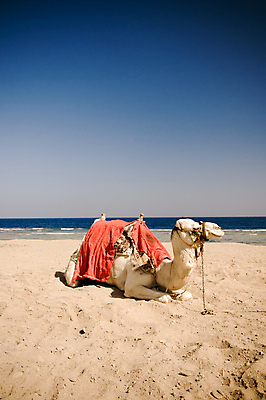 포토 JPG 해외이미지 동물 1 모래 바다 포유류 아프리카 자연 휴식 이집트 사람없음 물 여름 파란색 태양 사막 서핑 낙타 거짓말 해외포토 자연요소 계절 나라 컬러 컨셉 수상스포츠 생태계 파일형식 이미지허브