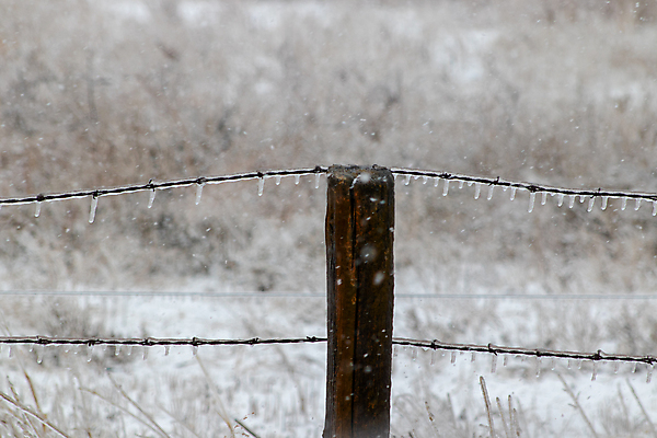 포토 JPG 해외이미지 나무 계절 선 조각 과학 겨울 밭 자연 바람 날씨 추상 사람없음 야외 목재 파란색 울타리 농장 우주 냉동 얼음 추위 수확 흰색 물방울 시골 크리스탈 생물학 보안 서리 철사 철조망 온도 고드름 고립 옛날 해외포토 자연요소 식물 교육 컬러 무늬 농업 재료 안전 담장 광석 생태계 파일형식 이미지허브