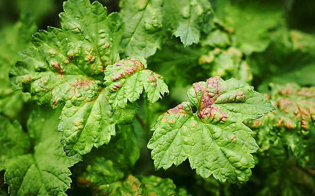 포토 JPG 해외이미지 식물 손 줄기 잎 농업 과일 자연 사람없음 초록색 갈색 정원 검은색 손상 고통 죽음 점 얼룩 닫기 해충 질병 상처 묘사 원예 감염 문제 박테리아 기생충 건포도 곰팡이 증상 해외포토 감정 산업 컬러 컨셉 의학 모션 포도 취미 신체부위 바이러스 벌레 생태계 건과일 파일형식 이미지허브