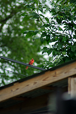 포토 JPG 해외이미지 나무 동물 남자 야생동물 날개 자연 조류 하늘 사람없음 야외 빨간색 검은색 봄 활발 나뭇가지 깃털 부리 진홍색 해외포토 식물 계절 컬러 컨셉 사람 생태계 파일형식 이미지허브