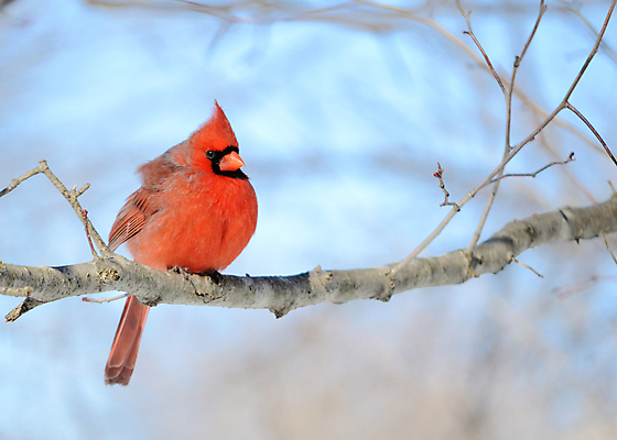 포토 JPG 해외이미지 공원 남자 야생동물 자연 조류 사람없음 야외 해외포토 동물 공공시설 사람 생태계 파일형식 이미지허브