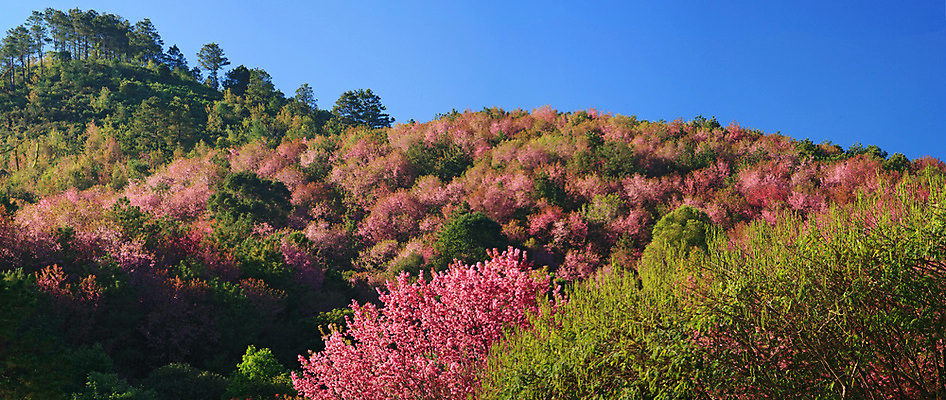 포토 JPG 해외이미지 나무 식물 구름 계절 꽃잎 꽃 아시아 도로 분홍색 겨울 꽃무늬 태국 자연 하늘 주택 풍경 경사 사람없음 야외 목재 장식 파란색 컬러풀 일본 봄 낭만 벚꽃 나뭇가지 시골 사찰 체리 순수 아치 장면 방법 옛날 해외포토 자연요소 나라 길 컬러 컨셉 무늬 과일 재료 종교건축 교통시설 건물 생태계 파일형식 이미지허브