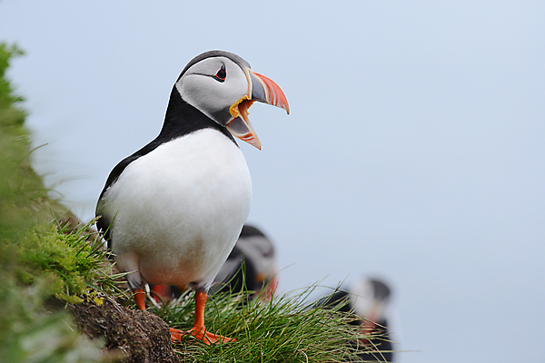 포토 JPG 해외이미지 주간 한마리 조류 사람없음 야외 아웃포커스 퍼핀 해외포토 자연요소 동물 1 촬영기법 파일형식 이미지허브