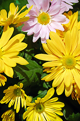 포토 JPG 해외이미지 식물 꽃잎 꽃 분홍색 꽃다발 꽃무늬 사람없음 컬러풀 뷰티 노란색 정원 봄 벚꽃 개화 원예 데이지 꽃수술 해외포토 계절 컬러 무늬 취미 파일형식 이미지허브