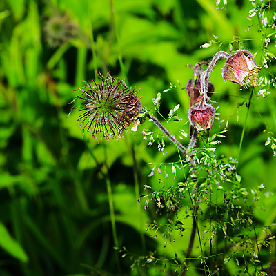 포토 JPG 해외이미지 식물 꽃 자연 사람없음 초록색 해외포토 컬러 생태계 파일형식 이미지허브