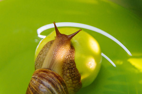 포토 JPG 해외이미지 한마리 실내 근접촬영 사람없음 사과 먹기 청사과 해외포토 1 뷰포인트 과일 모션 내부 파일형식 이미지허브
