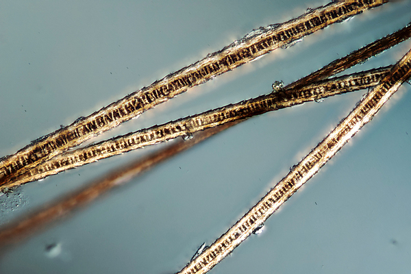 포토 JPG 해외이미지 동물 자연 털 사람없음 빨간색 갈색 고양이 확대 흔적 유기농 귀 해외포토 웰빙 컬러 포유류 신체부위 반려동물 생태계 파일형식 이미지허브