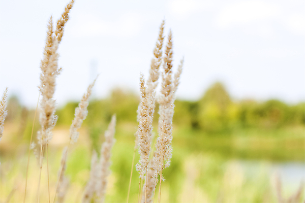 포토 JPG 해외이미지 식물 배너 계절 줄기 백그라운드 밭 농업 자연 지팡이 하늘 건조 씨앗 사람없음 야외 파란색 햇빛 태양 농장 일몰 봄 수확 성장 흰색 농촌 시원함 땅 밀 밀짚 해외포토 자연요소 산업 컬러 곡류 노을 시골 짚 생태계 파일형식 이미지허브